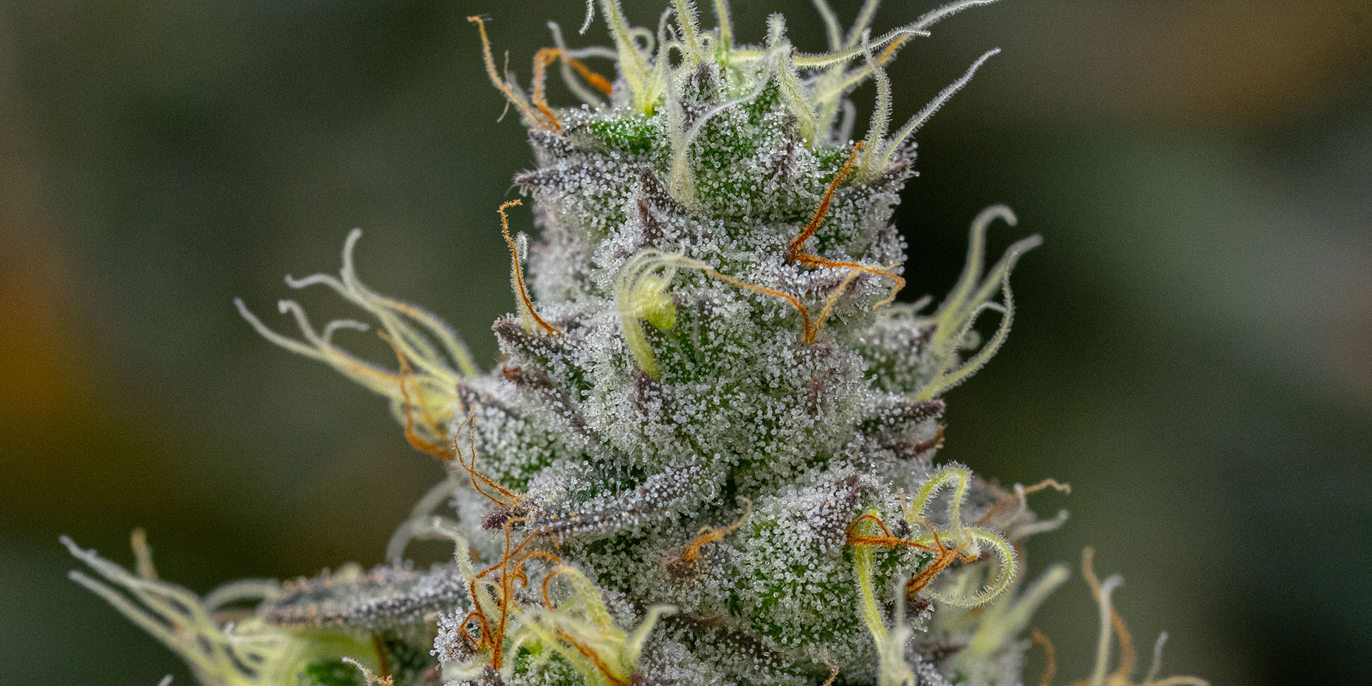 Limonene — The Energy Terpene