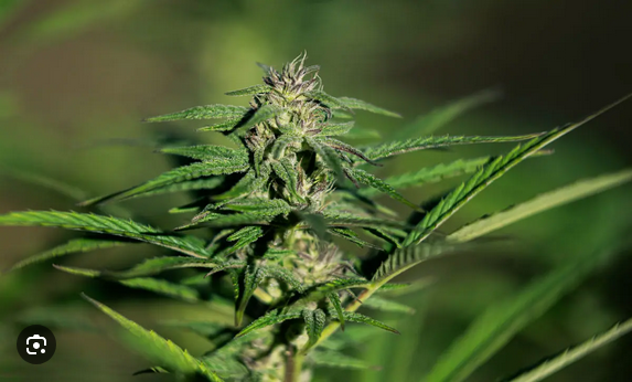 Myrcene — The Relaxation Terpene