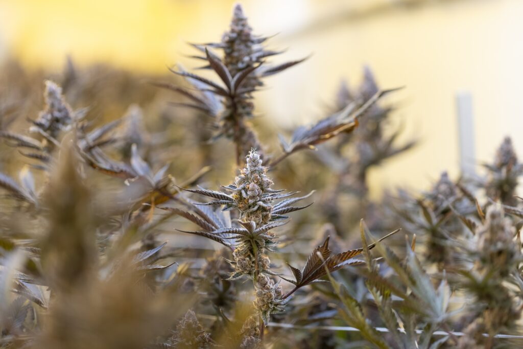 Pinene & Linalool — Focus and Calm